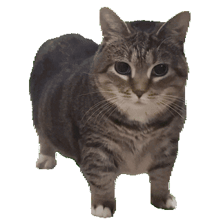 Clickable Cat
